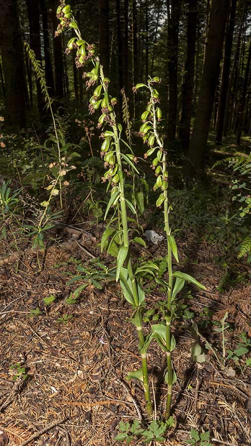 Chiave per orchidee sfiorite